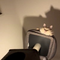 視線を感じて見上げたら、『キャットタワーの頂上から猫』が…まさかの光景に爆笑の声「影がまたいい感じｗ」「おもろ可愛いｗ」と22万再生