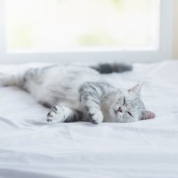 猫が『ゴロゴロしたくなる場所」3選　快適に過ごせる理由や心理も解説