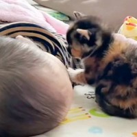お昼寝している『赤ちゃん』のもとに『三毛猫の赤ちゃん』がやって来ると…尊すぎる瞬間が265万再生「超癒された」「赤ちゃんだらけだね」