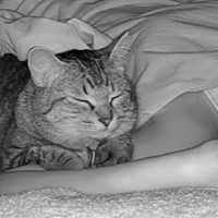 飼い主が寝ているとき『ネコは何してる？』撮影してみた結果…『愛』が伝わる尊い光景に「幸せな気持ちになった」「カワイイが渋滞してる」の声