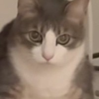 『深夜に目を覚まして、リビングに行ったら…』ネコがしていた『予想外のポーズ』に爆笑「あ、バレたみたいな雰囲気ｗ」「可愛すぎるｗｗ」