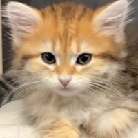 『おしゃべりが大好きな猫』→飼い主さんが話しかけると…微笑ましすぎる『やり取りの様子』に「可愛くてたまらん」「返事しとるｗ」と反響