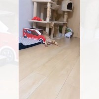 車型のボックスに入っていた猫→『とんでもない格好』で……まるで事故現場のような光景に「だ、誰か救急車ｗ」「可愛すぎるｗ」の声
