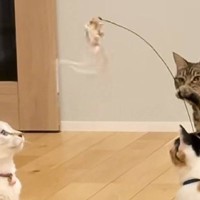 先輩猫と2匹の子猫が『何かしている』と思ったら…131万再生された『まさかの方法で遊ぶ光景』に「賢すぎｗ」「本当にネコ？ｗ」と驚愕の声