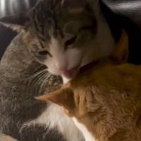 優しく毛づくろいしあっていた2匹の猫が、突然…思いもよらない展開に「いい感じだったのにｗ」「あるあるにゃｗ」と笑顔になる人が続出