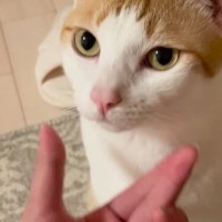 見つめてきた猫の『ほっぺを優しく撫でた』結果…まさかのリアクションが83万再生「目がマジｗｗ」「意志が強いｗ」と爆笑の声