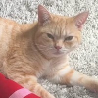 猫に『ごはん食べる？』と聞いてみたら…機嫌が良いときと悪いときが『反応の差』に爆笑の声「わかりやすいｗｗ」「ハッキリしてるねｗ」