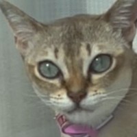 窓辺に座って『飼い主さんの帰りを待っていた猫』→近づいたら…まさかの展開に爆笑する人が続出「おもしろすぎるｗ」「何回も見てしまったｗ」