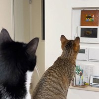 ハト時計を真剣に見つめる2匹の猫→『理由』が……あまりにも『賢すぎる行動』が47万再生「すごい」「めっちゃかわいいｗ」と絶賛