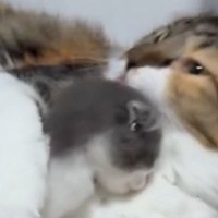 近づいてきた『新入り子猫』に……先住猫が見せた『想像以上のリアクション』が尊すぎると話題「なかなか激しめだけど良かったｗ」「涙が出る」