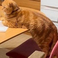 小さいときからテーブルには乗らない猫→『天才なんじゃないか』と思っていたら…驚きの瞬間が61万再生「可愛すぎるｗ」「しれっとｗ」