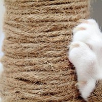 猫が部屋を汚しにくくなる『爪とぎの素材』4選　それぞれの特徴や注意点までご紹介