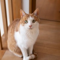 猫が『尻尾で前足を隠している』ときの理由3つ　考えられる心理や配慮すべきポイント
