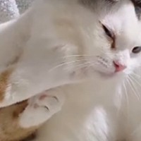 『猫たちが喧嘩している』と思って振り向いてみたら…まさかすぎる光景が61万再生「パーマあててるお母さんみたいｗ」「泣くほど笑った」