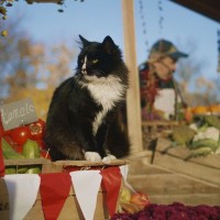 晴れて「まちの公認アイドル」になった白黒猫は、きょうも地元を巡回中　英国