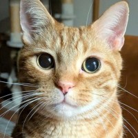 深夜に泣きながら化粧を落としていると、ネコが…胸キュン必至『優しすぎる行動』に17万いいね「言葉は要らない」「慈愛に満ちたお顔」