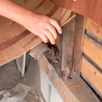 困った様子で鳴いていた猫のあとをついていくと、壁の中から『子猫の鳴き声』が…救出の瞬間に感動の声「素晴らしい行動力」「無事でよかった」