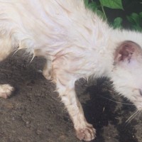 ずぶ濡れで骨格が浮き出るほどやせ細っていた『ボロボロの子猫』が保護された結果…当時が嘘のような『感動のビフォーアフター』に反響