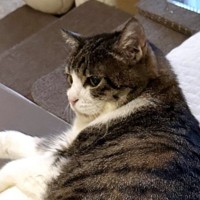 猫の抜け毛の『再利用方法』を思いついた結果…センスが良すぎる光景に『21万いいね』「良いユーモアしてる」「ほんとに可愛いｗｗ」と大絶賛