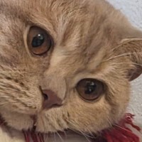 元気に遊んでいた猫→『急に静かになった』と思ったら…心臓が止まりそうになる光景に２万いいね「2度見してしまった」「とっても驚いた」