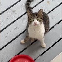 ケガをして『助けを求めてやってきた野良猫』→保護しようとしたら、夜に…まさかの展開に「心を打たれた」「本当にありがとう」と感動の声