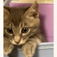 ランドセルを開けると中に入っていた『子猫』が…思わず笑みがこぼれる『可愛らしいリアクション』に「あーやば」「めちゃくそ可愛い」と反響