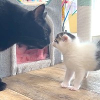 保護子猫が『部屋を探検』した結果→大人の先住猫がそばに来て…思いもよらない『はじめましての光景』に「大物の予感」「マイペース」と反響