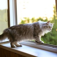 猫が『外に出ようとする』ときの対処法4つ　出すべきではない理由や脱走を防ぐコツまで