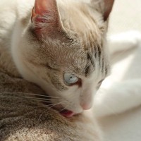 猫が『欲求不満』を感じているときの仕草4選　問題行動のリスクや飼い主ができる対処法