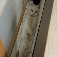ベッドとガラス戸の隙間をのぞいたら…まさかの挟まり方をしている猫に210万再生の反響「はさまっていますが何か？」