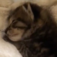 泥水の中で鳴いていた『176グラムの小さな子猫』→保護された結果…現在の『まさかの光景』に「想像以上で笑ったｗ」「伸び伸びと成長したねｗ」