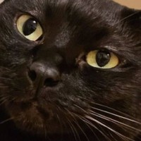 『ほっぺが凹んでいる』黒猫→『理由』が……微笑ましすぎる光景に１万いいね「見事に凹んでるｗ」「どんだけｗ」と笑顔になる人続出