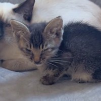 道路で倒れているところを保護された子猫→『里親さん』が決まると…思わず涙が出る『まさかの展開』に「素敵なシンデレラストーリー」「泣けた」