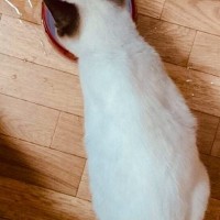 保護したときは『こんなに白かった子猫』が、現在…同じ猫とは思えない『色の変化』に12万いいね「変わりすぎｗ」「えええ」と驚きの声