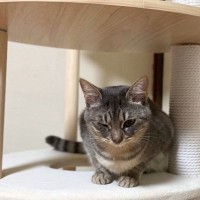 『サバトラ猫』の魅力あふれる特徴3選　性格の傾向から飼い方のコツまで解説