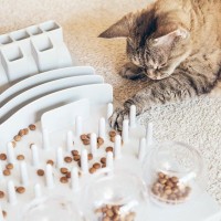 猫の『知能レベル』ってどのくらい？他の動物との比較や優れている能力もご紹介
