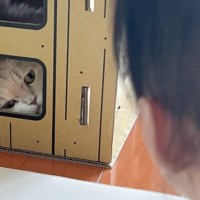 子どもと一緒に遊んでいると、ふと視線を感じて…『キャットハウス』を見たら→つい笑っちゃう『可愛い光景』に反響「見守りニャンｗ」