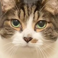 キッチンに入って後ろを振り返ったら…思わず笑っちゃう『ネコの様子』が57万再生「似合ってるよｗｗ」「可愛すぎて歯食いしばった」と反響