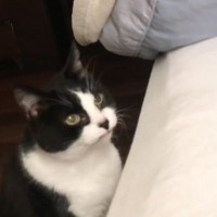 朝起こしにきてくれた猫を『二度寝に誘ってみた』結果…たまらなく愛おしい光景が65万再生「なんてステキな朝」「可愛すぎて涙が出た」