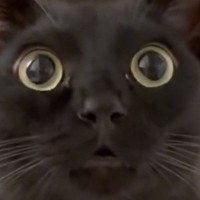 見つめてきた黒猫→『まさかの座り方』で…飼い主さんを爆笑させた『衝撃のポーズ』に「思わず6度見したｗ」「お行儀が良すぎる」と13万表示