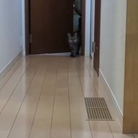 大好きなママが帰宅すると、ネコが…思わずキュンとくる『熱烈すぎるお出迎え』が58万再生「嫌なことも吹っ飛ぶね」「よっぽど愛されているんだね」