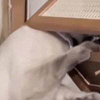 猫が『届かないはずの場所』にある棚→開けられないと思っていたら…衝撃の光景が93万再生「朝から爆笑した」「本当にムキムキだねｗ」