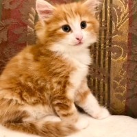 簡単に抱き上げることができた小さな子猫→3歳頃になると……大型猫の『成長記録』に反響！「随分大きくなったけどかわいい」「笑った」