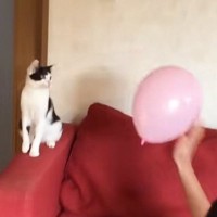 子どもたちが風船を猫にパスすると…まるで部活動のような『微笑ましすぎる光景』が19万再生「コーチの立ち位置」「ちゃんと配球してるｗ」