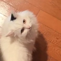 ネコを『遊び』に誘ったら…驚きとショックが隠せない『まさかの断り方』が13万再生「おもしろすぎるｗ」「わかりやすい」と爆笑の声