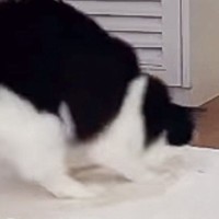 颯爽と登場したネコ→お尻を振ってダンスし始めたかと思ったら…予想外の『ハプニング』に爆笑の声「びっくりしすぎて面白い」「何回も見ちゃうｗ」