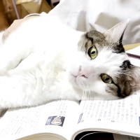 テスト勉強中のお兄ちゃん→ネコが教科書の上に乗って…絶対に無視できない『応援の様子』が話題「強い意志を感じる」「状況が悪化していくの草」