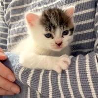 保護２日目の赤ちゃんネコ→かまってほしそうな様子で…悶絶級の『まさかのアピール』が11万再生「髪型イケメン」「バンザイ姿が可愛すぎる」