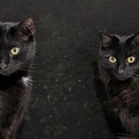 『顔がそっくりな2匹の黒猫』→見分け方が……素敵すぎる光景に12万いいねの大反響「個性を感じれて素晴らしい」「しっぽがすごい」