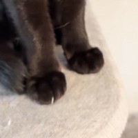 爪切りが苦手な黒猫→爪が『伸びてるねぇ』と指摘されると…まさかの行動が可愛すぎると12万再生「絶対わかってるｗ」「流れがスムーズｗ」